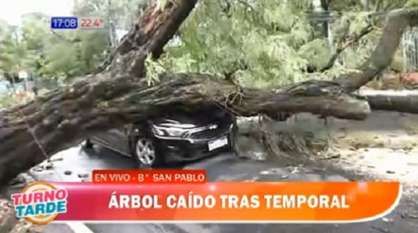 Árbol cae sobre vehículo y conductora sale ilesa