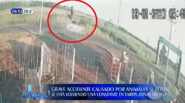 Vaca suelta en ruta causa accidente en Borja