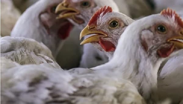 Alerta por inminente ingreso de gripe aviar a Paraguay