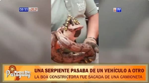 Hallan una boa constrictora en un vehículo en CDE
