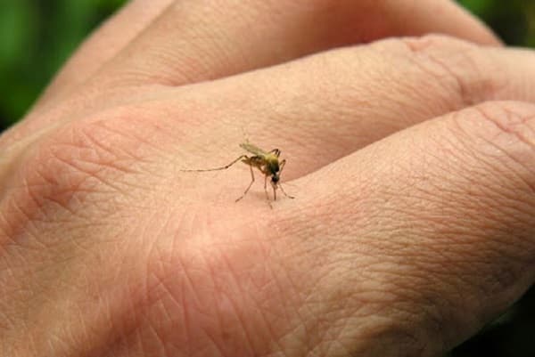 Registran más de 3.500 nuevos casos de dengue en dos semanas