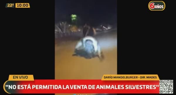 Mades investiga traslado en motocicleta de yacaré sin vida en Pilar