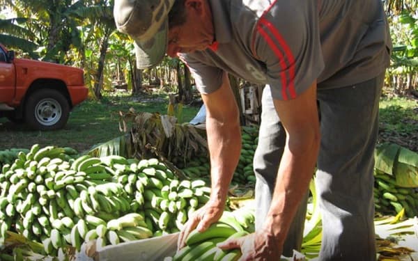 Tembiaporã: Productores de bananas confirman crisis en el rubro