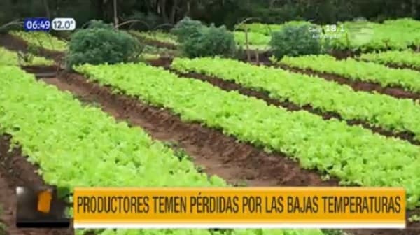 Productores hortícolas temen perder sus cultivos ante las bajas temperaturas
