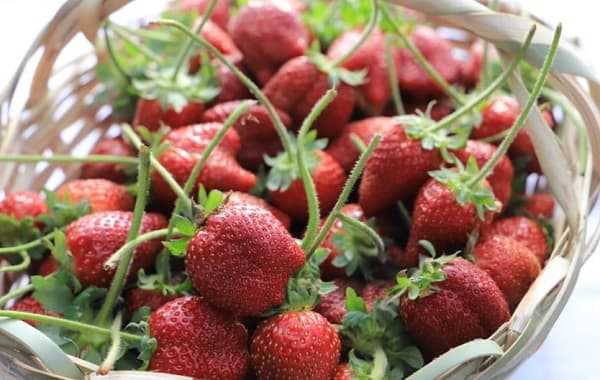 Inicia la cosecha de frutillas tempraneras en Areguá