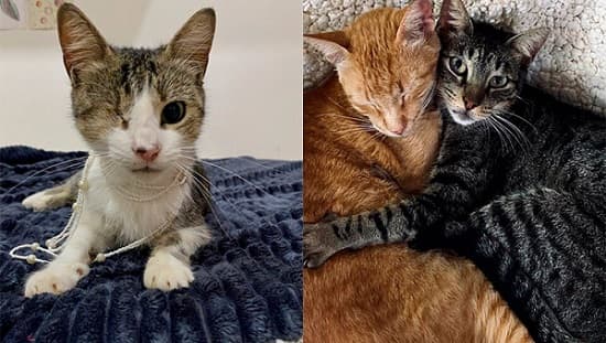 Coffee Cat: Un rincón de amor felino y solidaridad