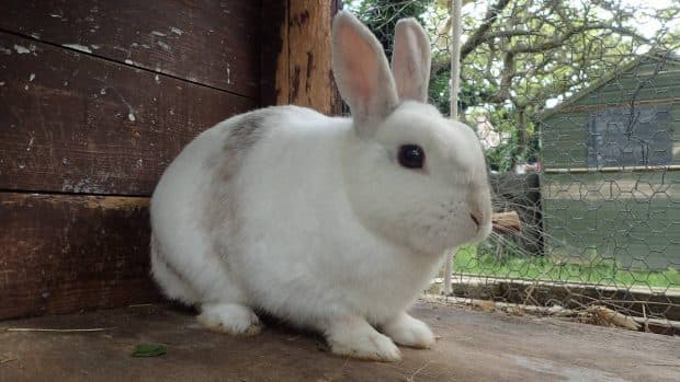 Robo de conejo en J. Augusto Saldívar: capturan a mujer adicta y se recupera mascota