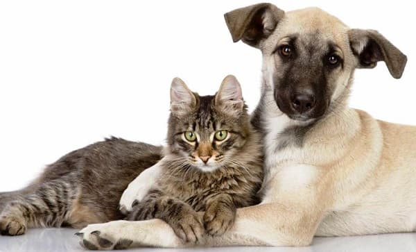 Proyecto del Ejecutivo busca elevar a 10 años de cárcel la pena por maltrato animal