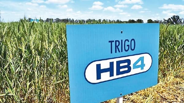 Trigo HB4: Controversial transgénico aprobado recientemente