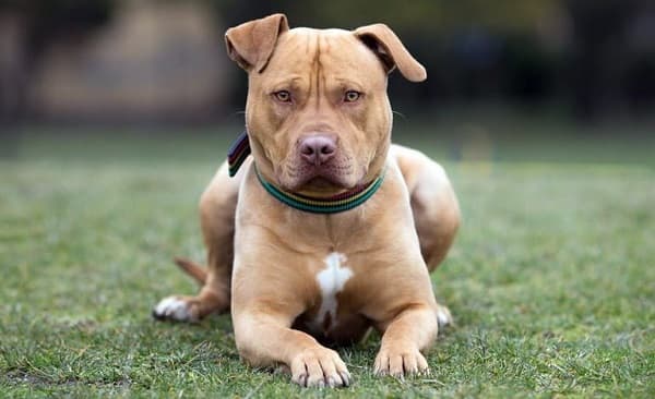 Niño de dos años está en estado grave tras ataque de pitbull en Capiatá