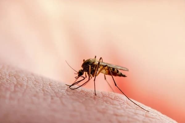 Alerta en Paraguay: Detectan caso importado de malaria