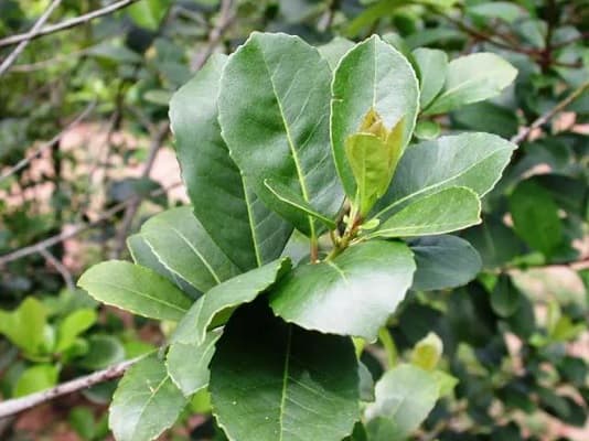 Batalla yerbatera: ¿Proyecto de ley beneficia a productores o industriales de yerba mate?