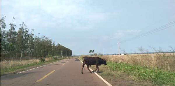 Animales sueltos y peligrosos cráteres: La riesgosa travesía de la ruta PY01