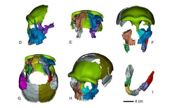El enigma de 300.000 años: Cráneo misterioso desafía las teorías de la evolución humana