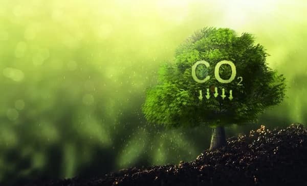 Mercado de carbono en Paraguay: ¿Inversión o estafa ambiental?