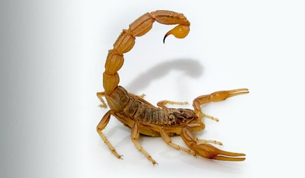 Alacranes en el hogar: ¿Por qué aparecen y cómo prevenirlos?
