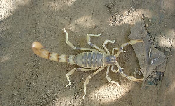 Bebé de un mes lucha contra picadura de alacrán rubio