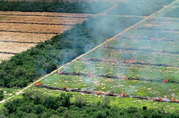 Banco alemán financia deforestación en Paraguay: ¿Inversión o devastación?