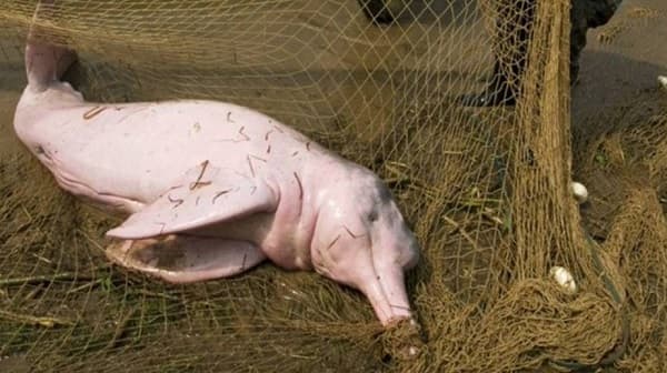 Más de 100 delfines rosados muertos en el río Amazonas