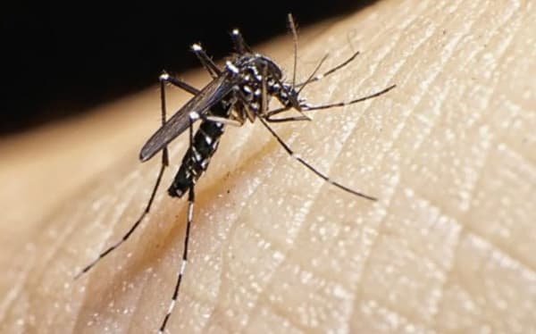 Alerta en Paraguay: Resurge el temido 'Dengue Visceral'