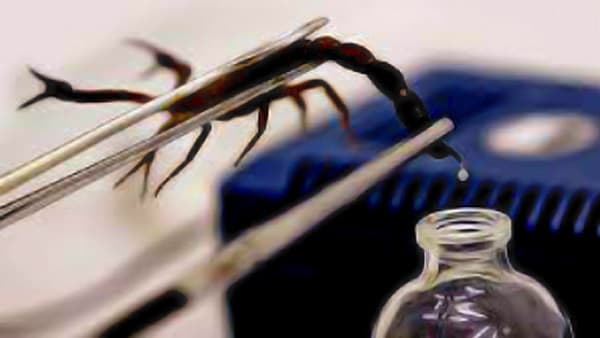 Paraguay depende de donaciones para antiveneno de alacrán