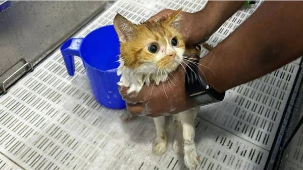 Crueldad en Abu Dhabi: Más de 140 gatos abandonados en desierto