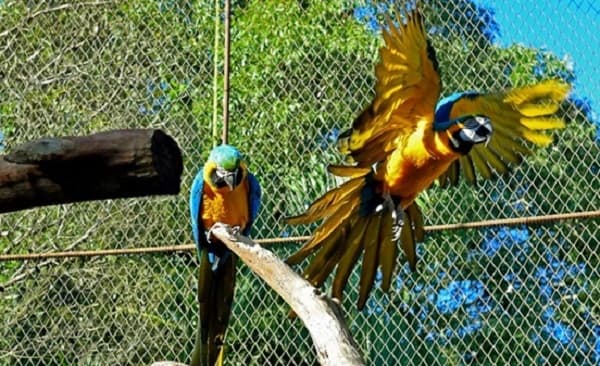 Detienen a taiwaneses con 40 huevos de guacamayos en peligro de extinción