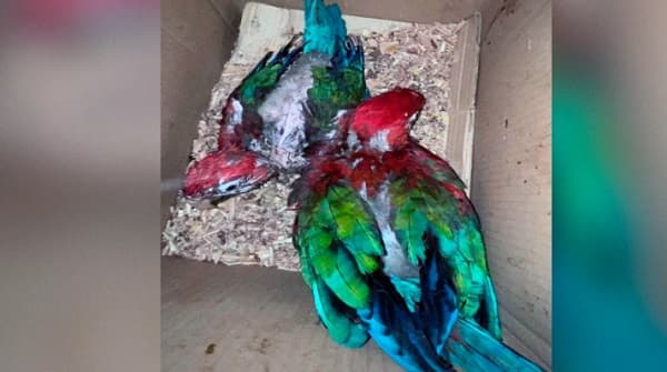 Rescatan a dos guacamayos en peligro de extinción