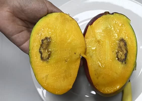 “Moscas de la fruta” amenazan el consumo de mangos