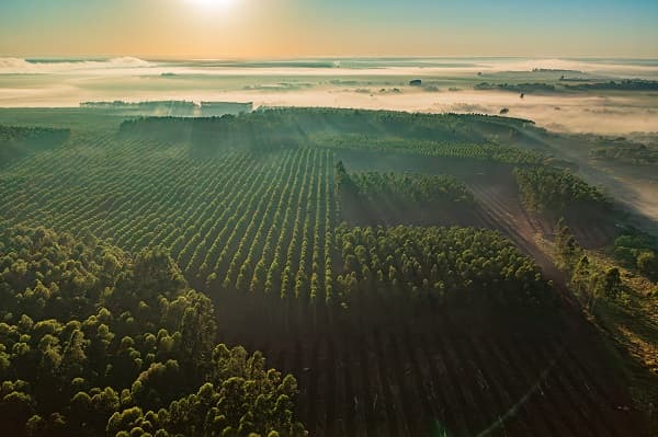 INFONA lanza herramienta para impulsar inversiones forestales