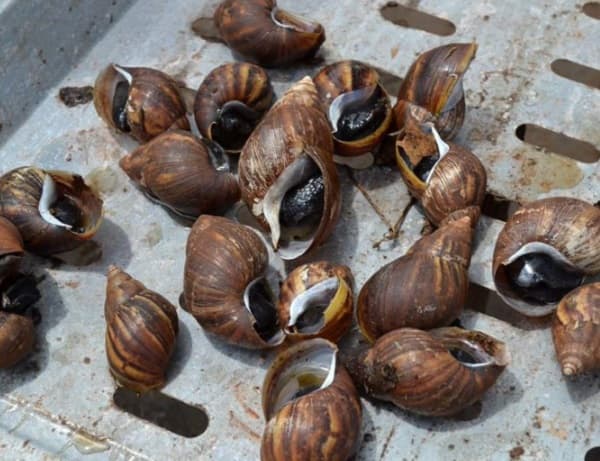 Aparecen caracoles africanos en Ciudad del Este