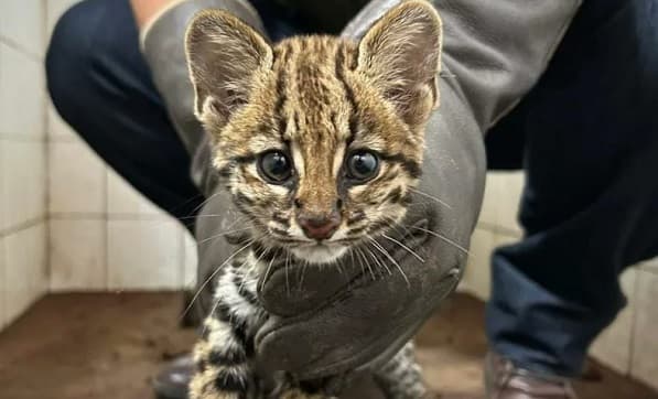 Animales silvestres en casa: Un peligro latente, afirma veterinario del MADES