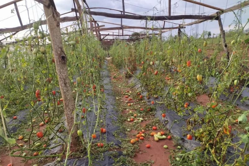 El precio del tomate se dispara: ¿Especulación de precios?