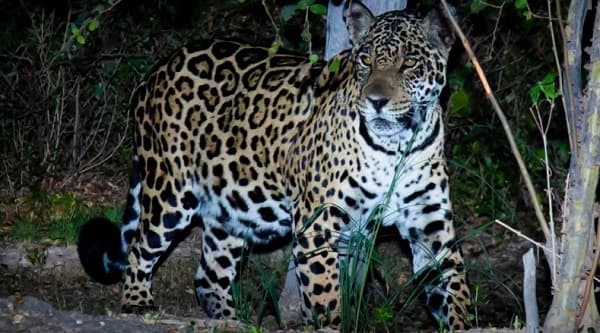 El Yaguareté en Paraguay: Enfrentando la extinción en su Día Internacional