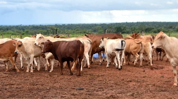 Sector ganadero cierra 2023 con deuda de USD 1.700 millones