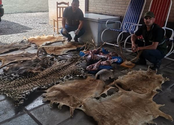 Mades interviene vivienda con especies en peligro de extinción.