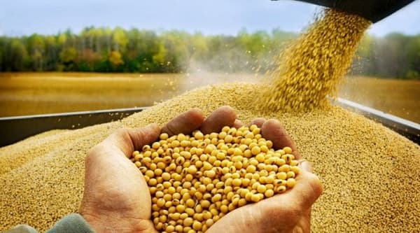 Exportación de soja a Argentina desafía capacidad de procesamiento local