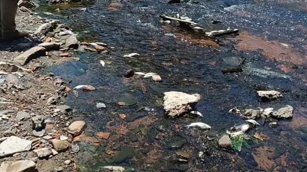 Mortandad de peces en arroyo Lambaré: Mades investiga posible contaminación