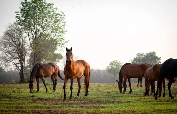 Doce casos sospechosos de encefalitis equina en Paraguay