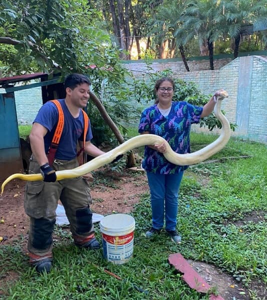 Rescatan serpiente en canaleta de la SND