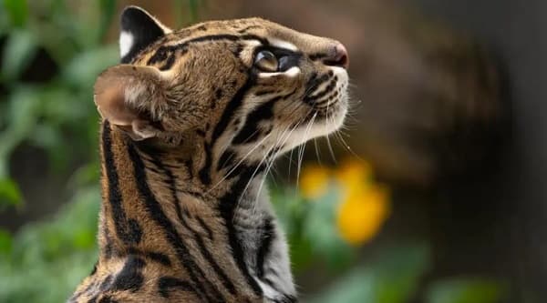 Lila ocelote rescatada en Paraguay se une a proyecto de reintroducción en Argentina