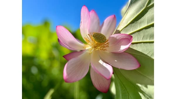 El esplendor de las flores de loto ilumina el Parque Ñu Guasu