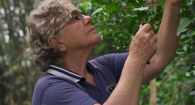 Cine paraguayo en París: “Guapo'y” compite en el Festival CLAP