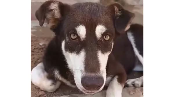 Defensa Animal interviene en casos de maltrato y abandono