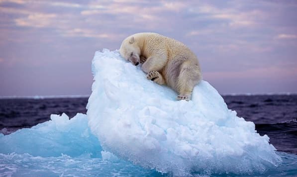 Imagen de oso polar en iceberg gana premio fotográfico