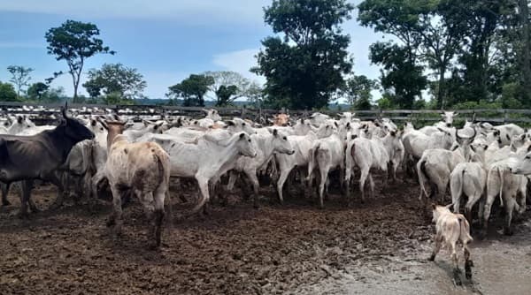 Abigeos toman de rehenes a trabajadores en estancia de San Pedro