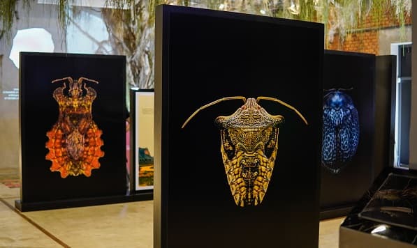 MuCi desvela exposición única de insectos paraguayos