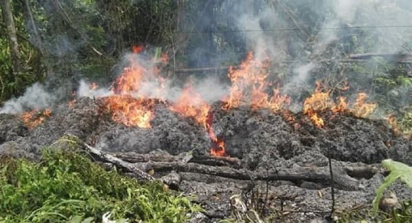 Deforestación en la Región Oriental: 20% se destina a cultivos de marihuana