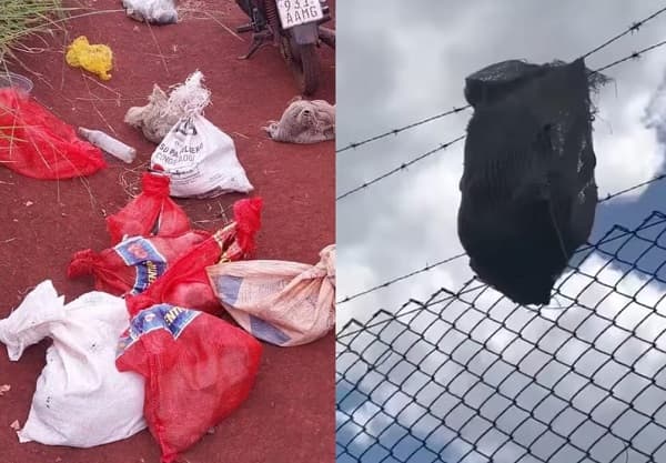 Indignación por hallazgo de 30 gatos abandonados en bolsas