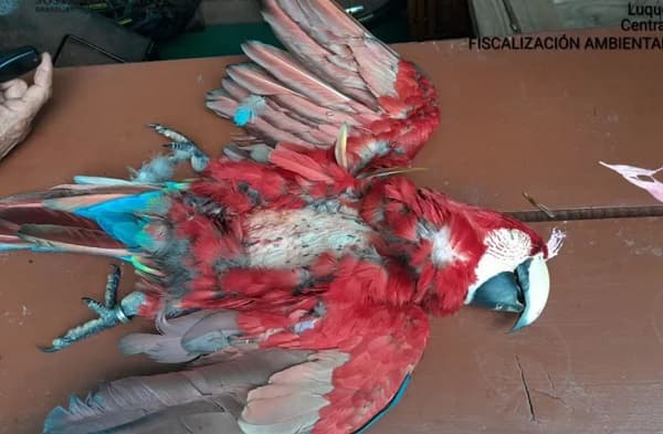 Guacamayo del proyecto “Gua'a Urbanos” es asesinado en Luque